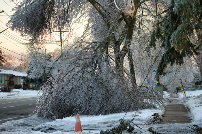 Tree takes down power lines after ice storm