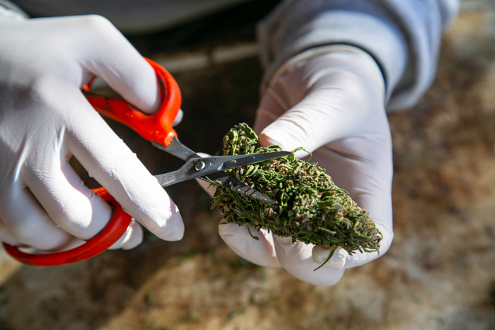 Trimming marijuana
