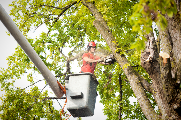 A tree surgeon arborist expert working on removing a tree branch with chain saw and heavy equipment.