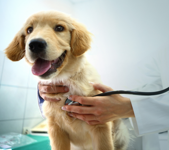 Vet examining a dog.